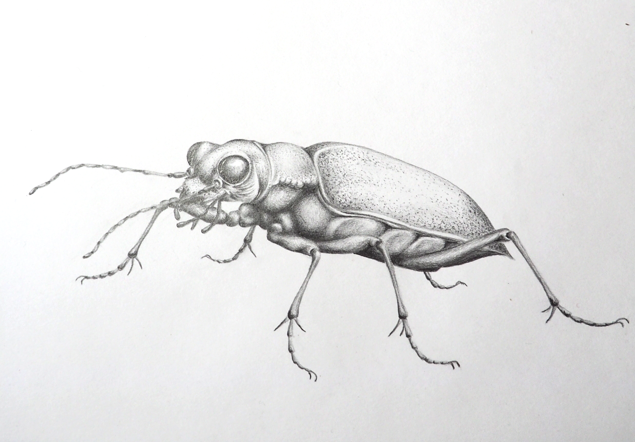 I’m a bug