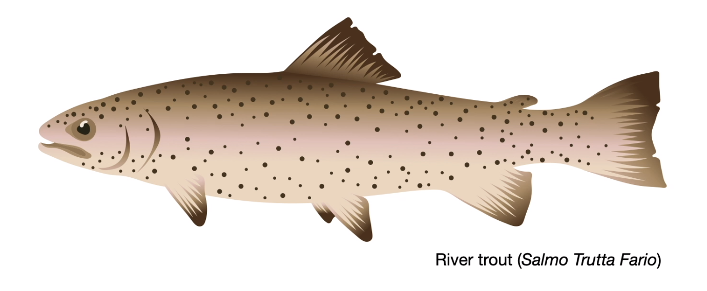 River trout